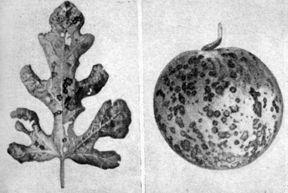 Рис. 58. Антракноз на листе и плоде арбуза (по Гарднеру)